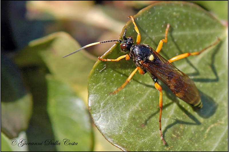 Ichneumonidae (Eutanyacra picta?)